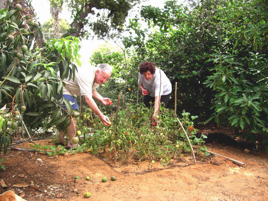 picking tomatoes