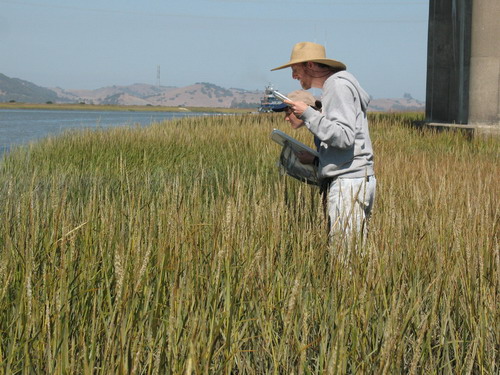 looking for wasps