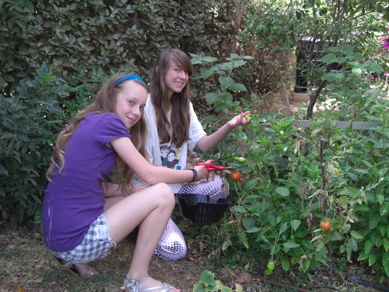 picking tomatoes peppers