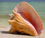 conch