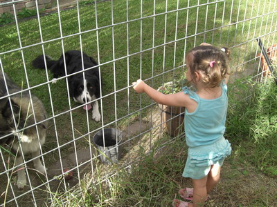 zoe and the neighbors dogs