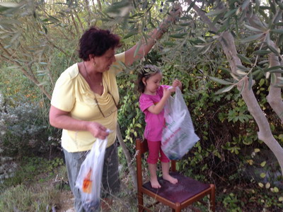 picking olives